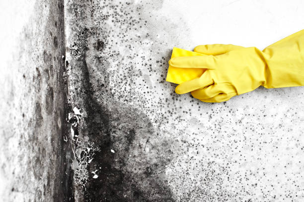 Best Attic Mold Removal  in Margaret, AL