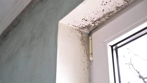 Best Local Mold Removal Service  in Margaret, AL