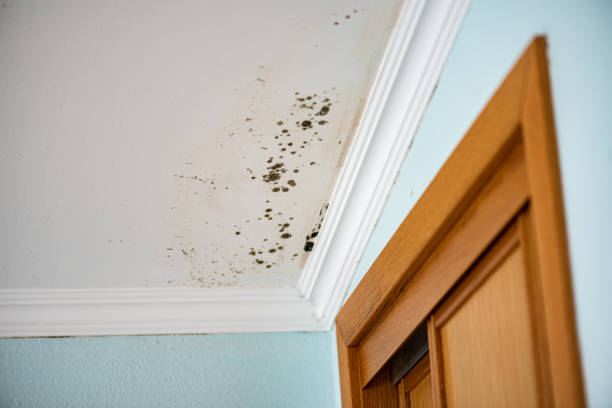Best Toxic Mold Removal  in Margaret, AL
