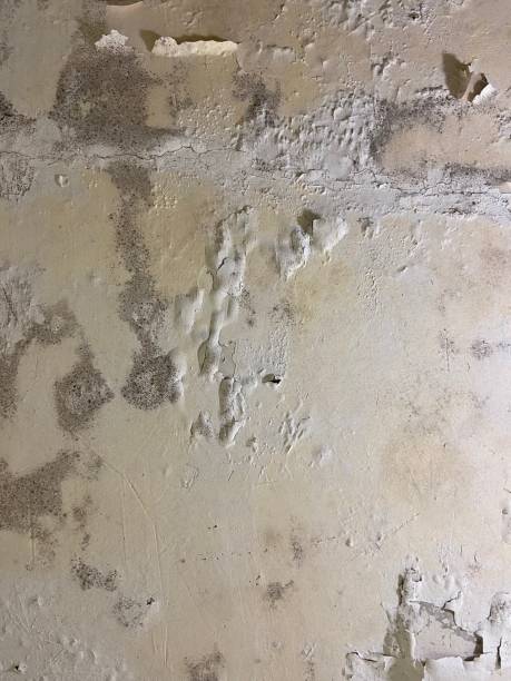 Best Residential Mold Removal  in Margaret, AL