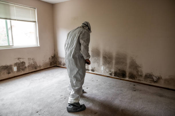 Trusted Margaret, AL Mold Removal Experts
