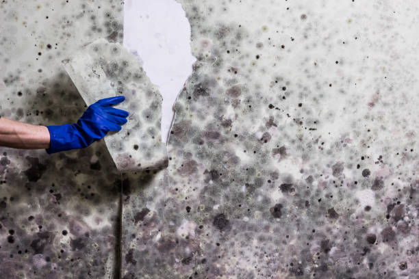 Best Mold Remediation Experts  in Margaret, AL